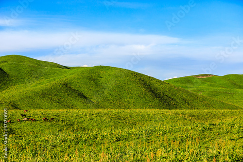 Green grass and mountains in summer  beautiful prairie scenery.