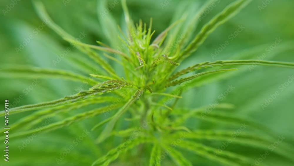 Cannabis green plant. Anti law herb. Cbd field. Hemp garden. Medicine outdoor background. Drug agriculture. Smoking nature farm. Oil weed. Science culture Cannabis green plant. Anti law herb. Cbd field. Hemp garden. Medicine outdoor background. Drug agriculture. Smoking nature farm. Oil weed. Science culture