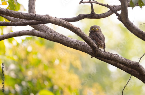 Jungle owl in tree with yellow background