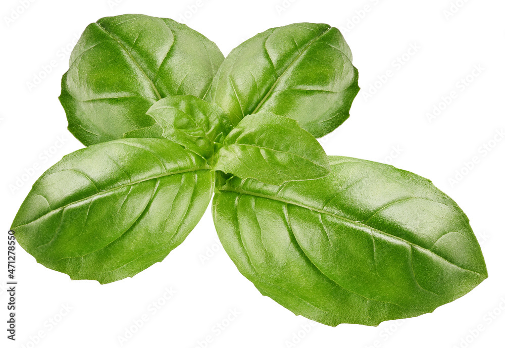 Fototapeta premium Basil leaves isolated on white background