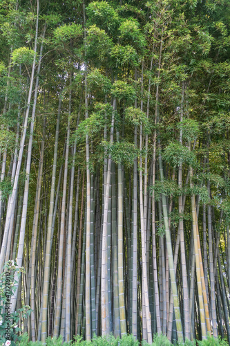 Bamboo trees close-up. Natural background. Vertixal photo