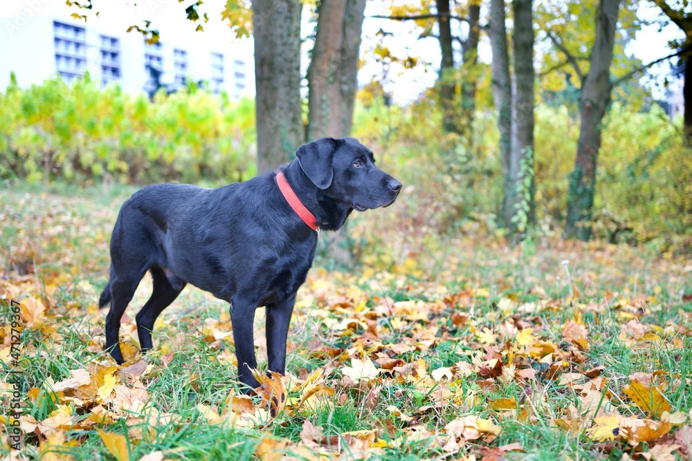 Beautiful and proud black labrador retriever dog standing on a carpet of autumn leaf in a public park.
