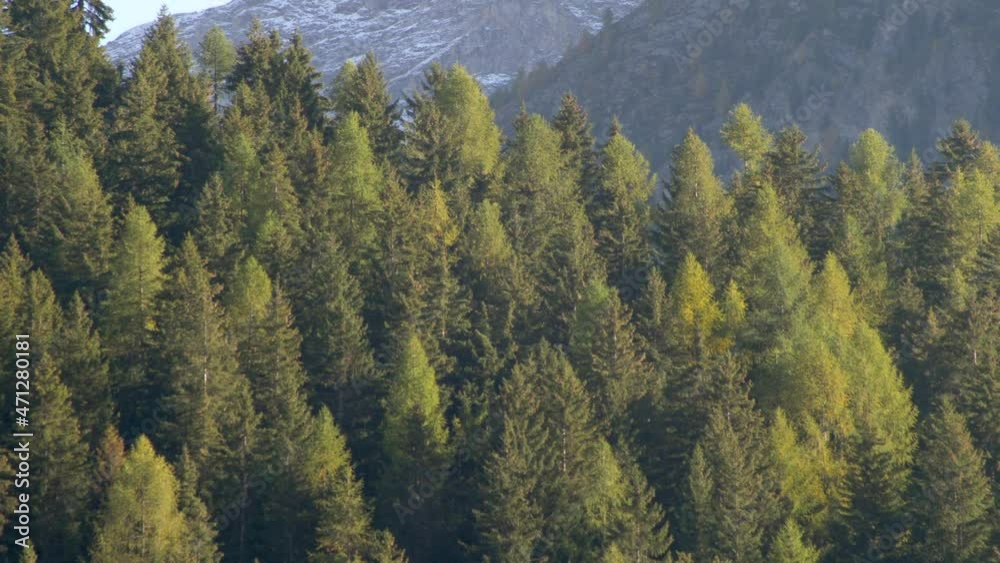 Pine trees in autunal season. Mountain landscape. Alps. Panning 4K Pine trees in autunal season. Mountain landscape. Alps. Panning 4K