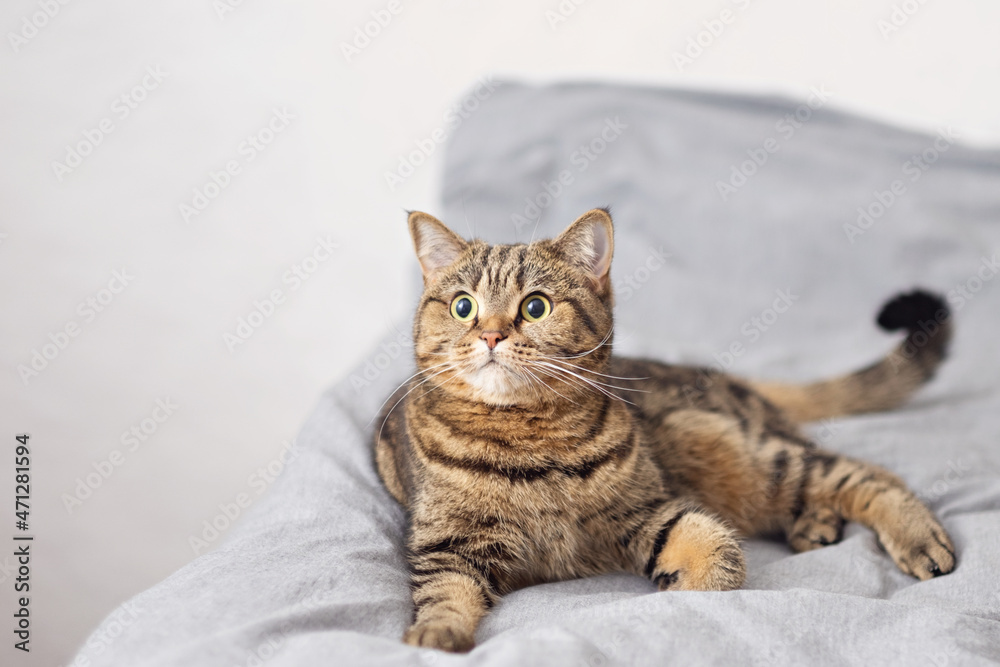 A striped cat is lying on the bed. Gray background. Rest and relaxation. Copy Space
