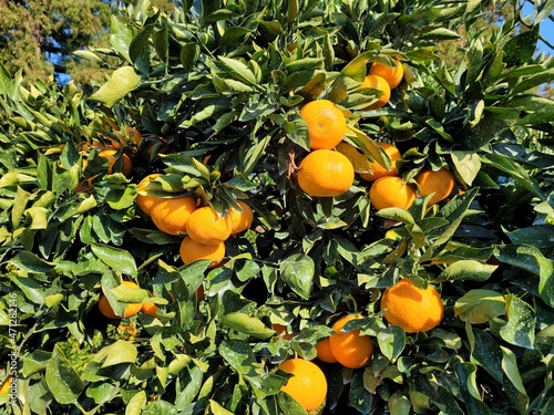mandarin, tangerine, orange, fruit, food