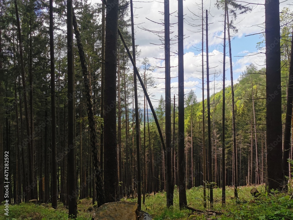 trees in the forest trees in the forest