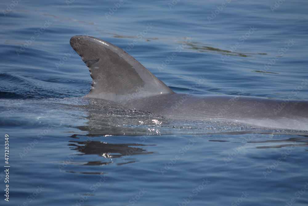 Fototapeta premium A dorsal fin of a Common Bottlenose above the water 