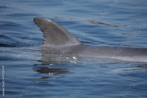 A dorsal fin of a Common Bottlenose above the water 