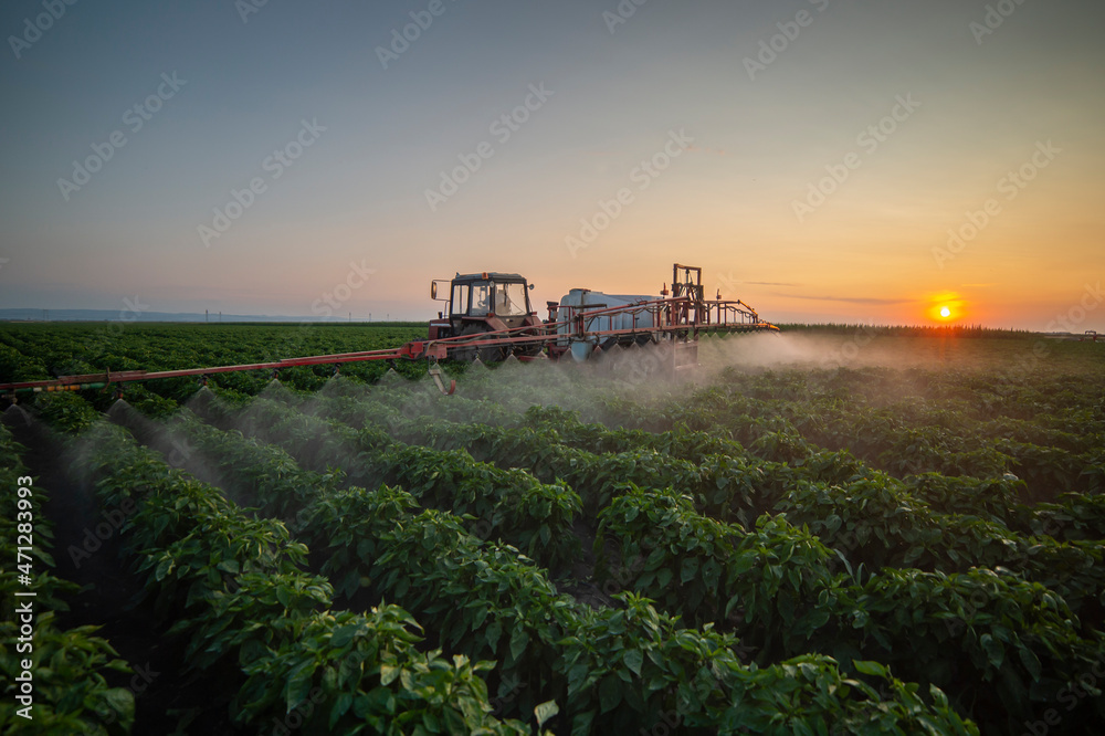 Fototapeta premium Tractor spraying pesticides on vegetable field with sprayer