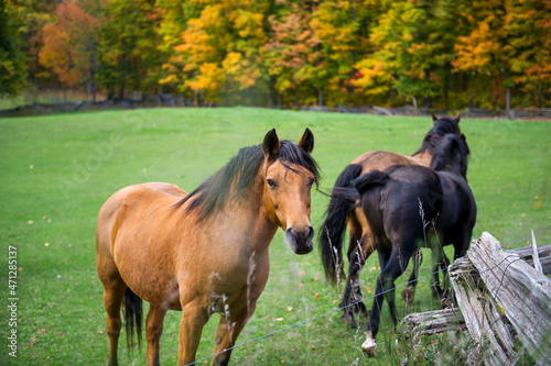 Horses in herd outdoor against autumn landscape