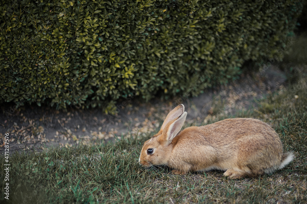 Fototapeta premium Wild young rabbit eating grass. Brown hare with clear blurred green background.