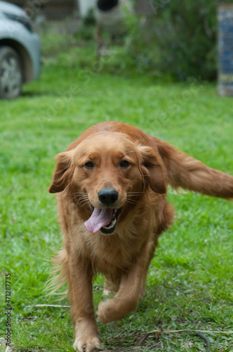 Naklejka golden retriever dog