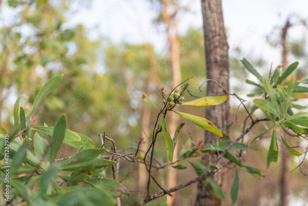 Bush Tucker, Milky Plums