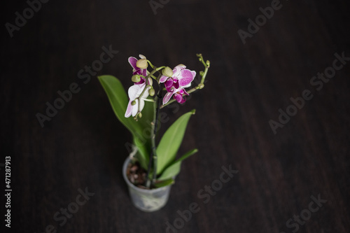 Purple orchid isolated on black background. Beautiful tropical orchid flower in plastic pot on table against.