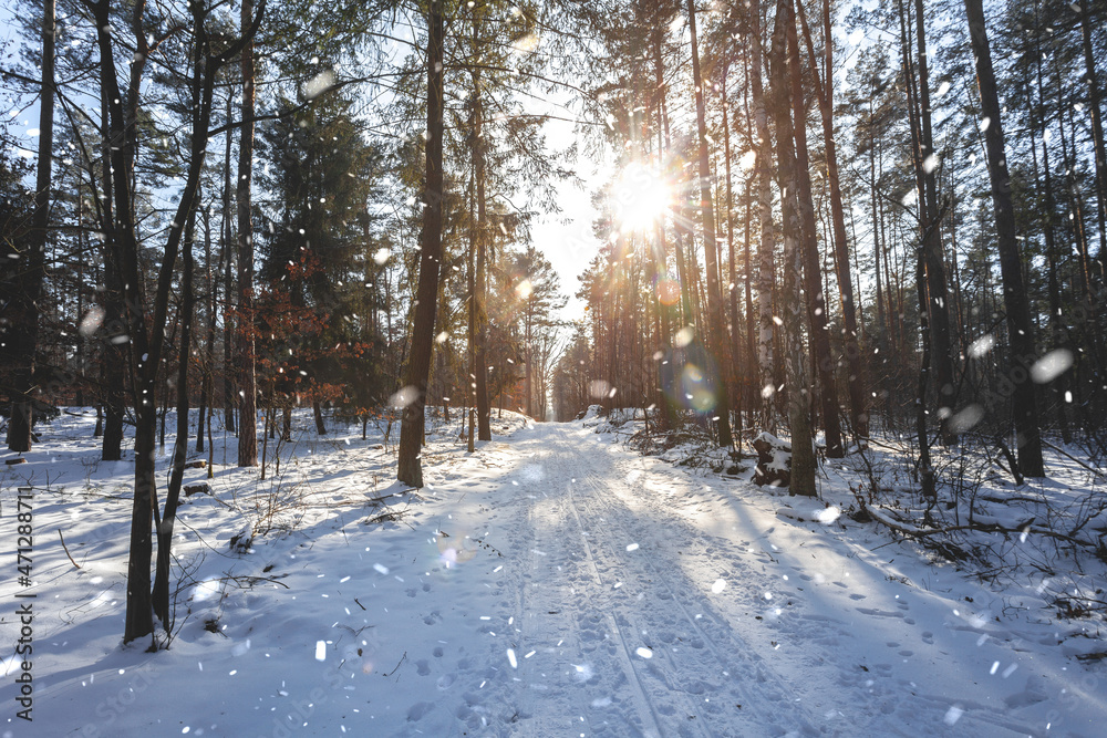 wonderful winter scene in the forest with falling snow effect. calm afternoon walk in great sunlight and snow . wonderful winter scene in the forest with falling snow effect. calm afternoon walk in great sunlight and snow .