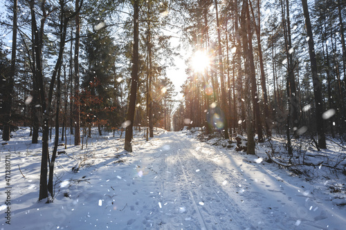 wonderful winter scene in the forest with falling snow effect. calm afternoon walk in great sunlight and snow . © Kay Wiegand