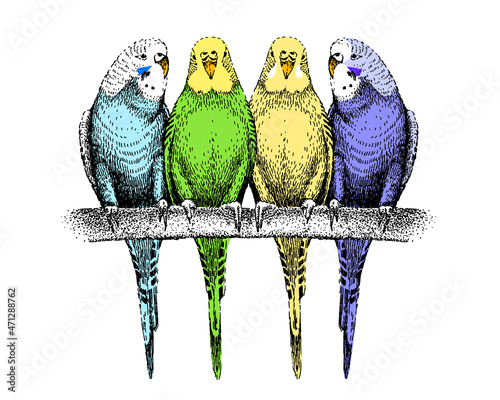 Colored budgerigars sketch. Four common, shell parakeets. Group of tropical exotic birds sitting on branch. Hand-drawn budgies. Cute wavy parrots.