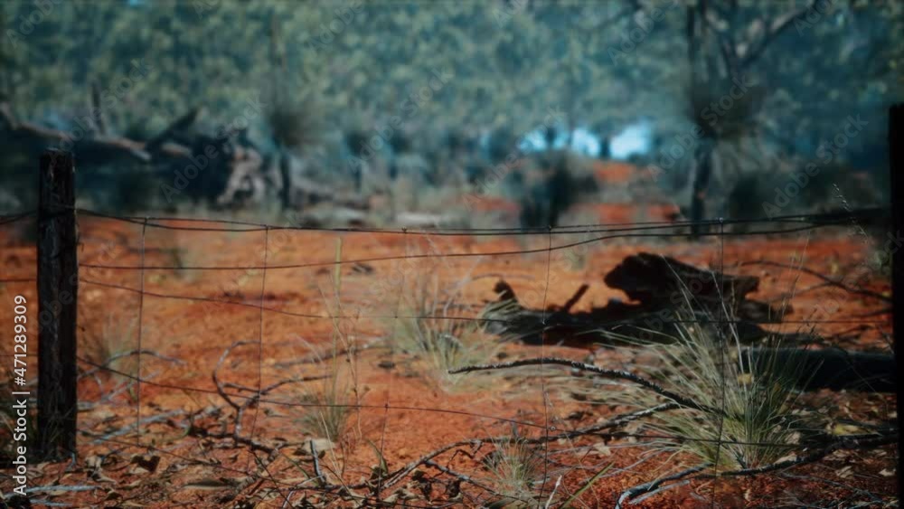 orange scrubby sands wire fence and small trees orange scrubby sands wire fence and small trees