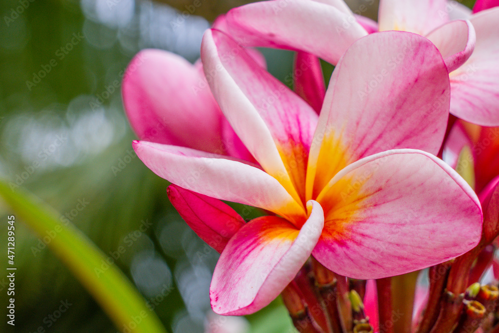 Macro close-up photo. Bright colorful pink of blossoming frangipani in the tree. Soft-focus background. Big Plumeria flower tree, tropical natural park.