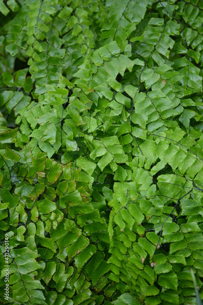 Obraz premium Adiantum peruvianum, the silver-dollar fern or Peruvian maidenhair, is a fern in the genus Adiantum. It has black stems and large flat pinnules. It is frequently grown as an ornamental plant