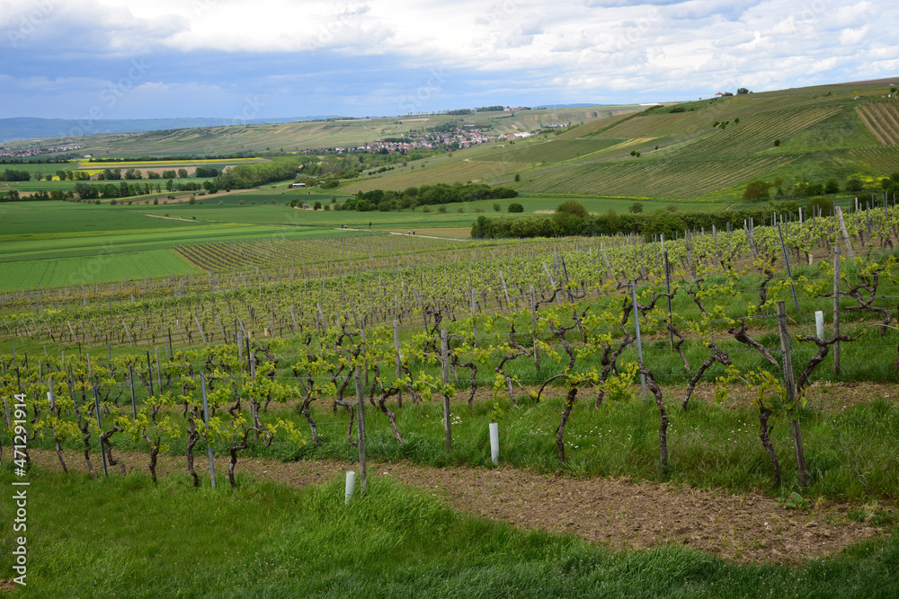 Vineyard landscape near the village of Partenheim, in the wine growing region of Rhineland Palatinate, Germany. 