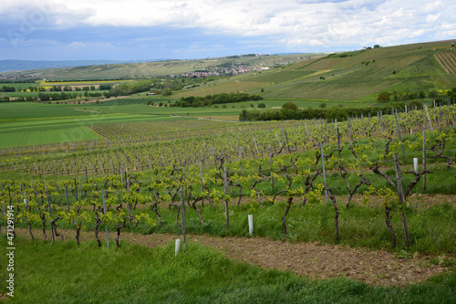 Vineyard landscape near the village of Partenheim, in the wine growing region of Rhineland Palatinate, Germany. 