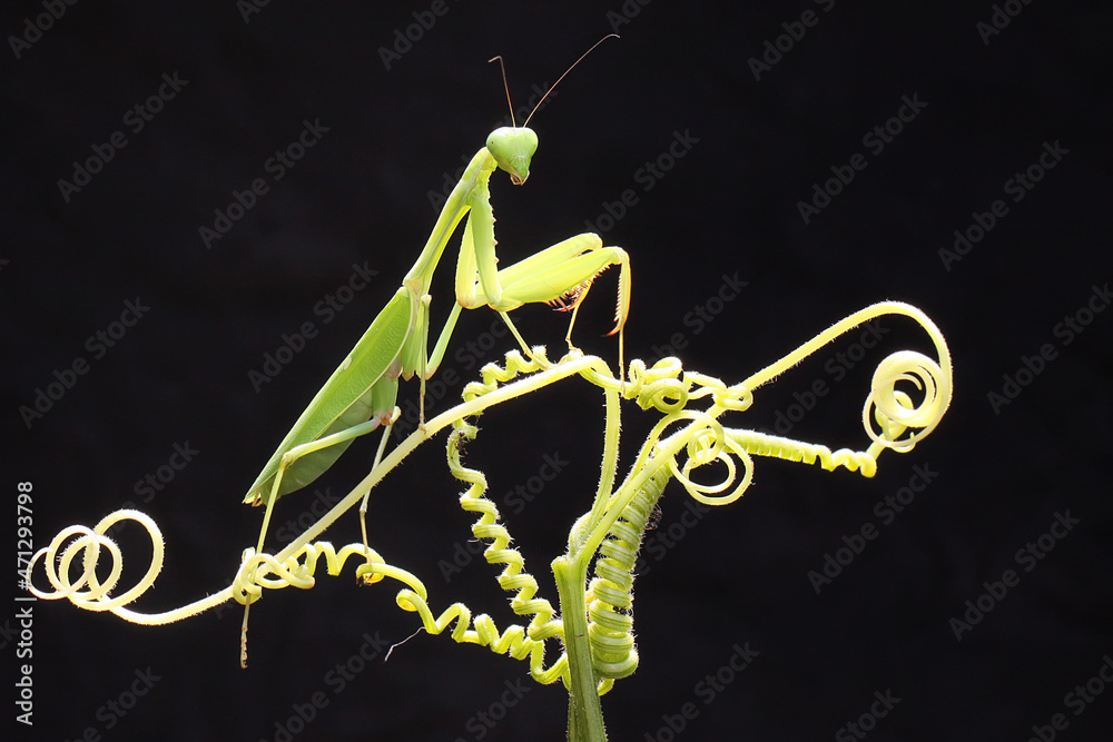 A green praying mantis is perched on a wild flower. - obrazy, fototapety, plakaty 