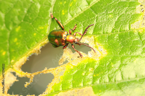 A frog leg beetle (Sagra sp) is sunbathing before starting his daily activities.