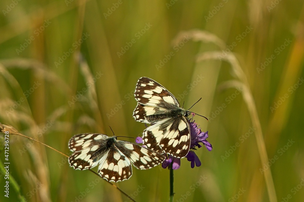 Butterfly on a flower in flight Butterfly on a flower in flight