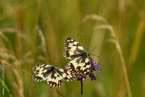 Butterfly on a flower in flight