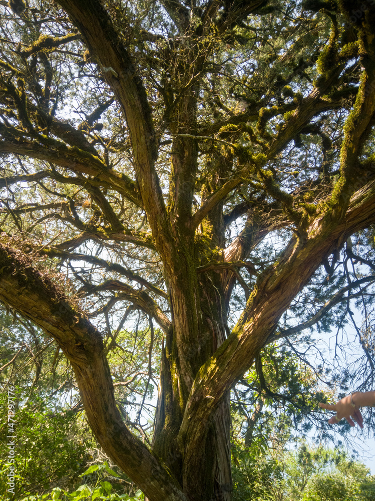 Fototapeta premium Ramas de árbol grande