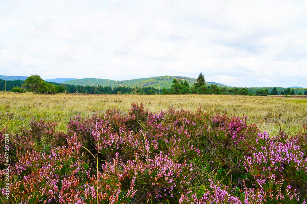 Landscape protection area Neuer Hagen in the Sauerland, near Winterberg. Nature with green hills and blooming heather plants.
