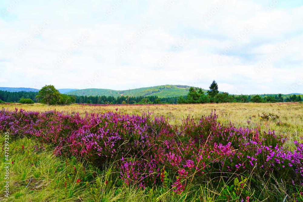 Landscape protection area Neuer Hagen in the Sauerland, near Winterberg. Nature with green hills and blooming heather plants.
Landscape protection area Neuer Hagen in the Sauerland, near Winterberg. Nature with green hills and blooming heather plants.