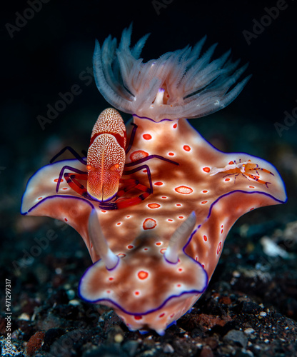 A nudibranch (sea slug) - Ceratosoma trilobatum living together with Emperor shrimp - Zenopontonia rex. Underwater macro world of Tulamben, Bali, Indonesia. photo