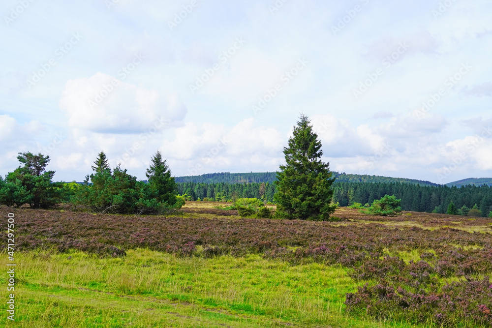 Landscape protection area Neuer Hagen in the Sauerland, near Winterberg. Nature with green hills and blooming heather plants.
