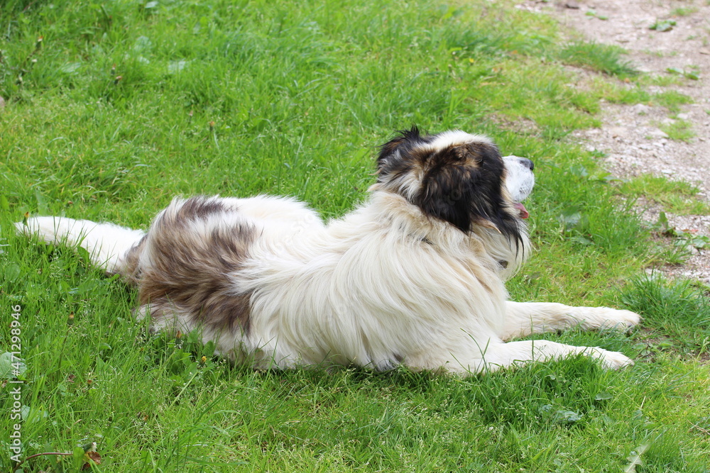 Tornjak, Croatian and Bosnian shepherd dog