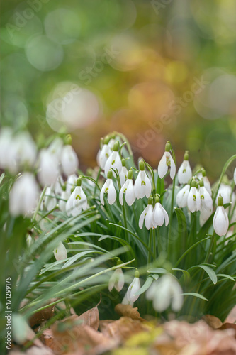 Common snowdrops (GGalanthus nivalis). Light floral and romantic spring bokeh. Copy space.