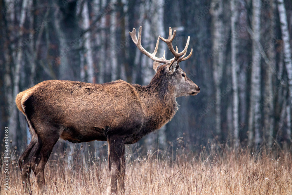 Majestic and powerful adult red deer in the autumn birch grove in the forest. Majestic and powerful adult red deer in the autumn birch grove in the forest.