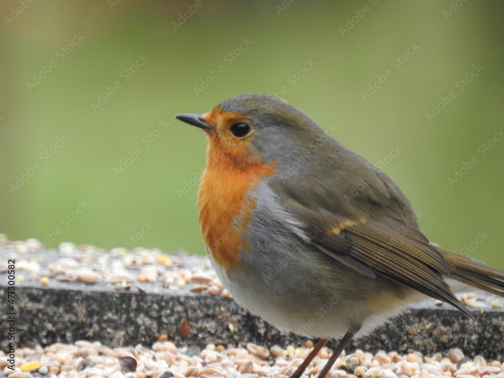Fototapeta premium oiseau
