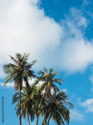Isolated tall coconut palm tree on cloud blue sky background. Koh Mak Island, Trat, Thailand. Minimal summer vibe. Background with copy space.