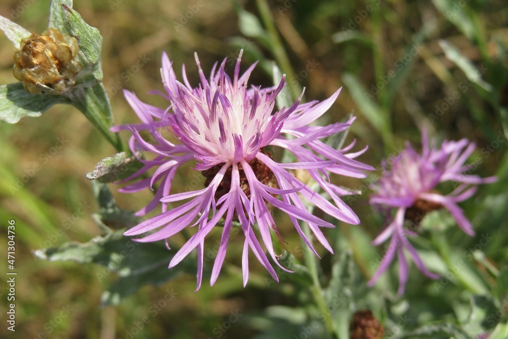 Purple centaurea flower in the meadow, closeup Purple centaurea flower in the meadow, closeup