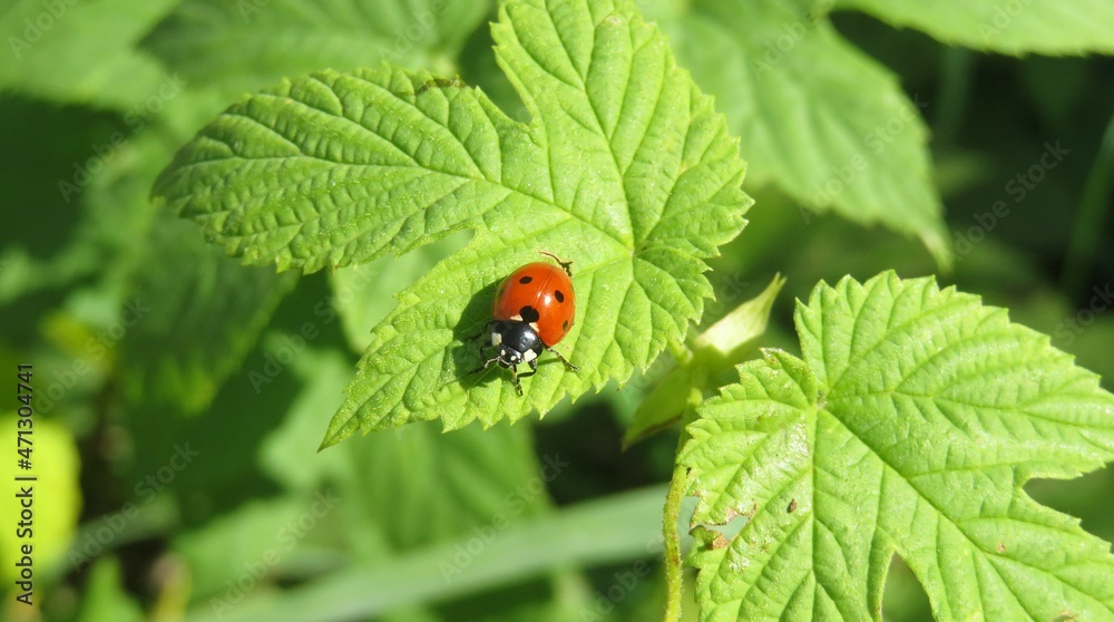 Ladybug on green raspberry leafs in the garden, closeup Ladybug on green raspberry leafs in the garden, closeup