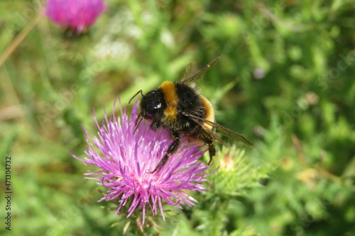 Bumblebee on a purple thistle flower in the field, closeup © natalya2015