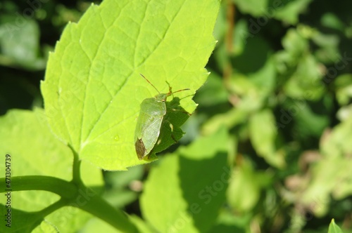 Green shieldbug sitting on a light green leaf in the garden, closeup photo