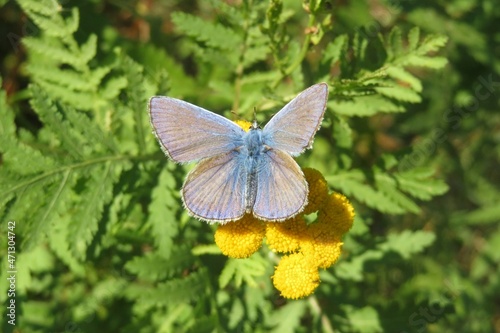 Blue polyommatus butterfly on a yellow tansy flowers, closeup