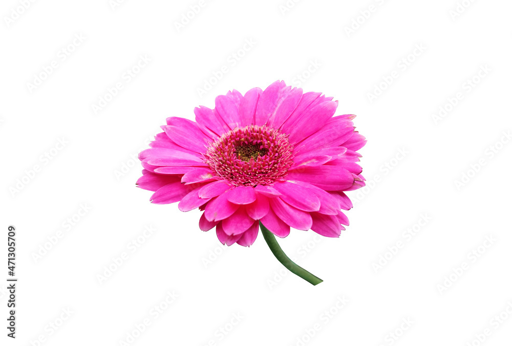 Closeup pastel magenta gerbera daisy flower blossom blooming isolated on white background for stock photo or illustration, spring floral, botanical natural