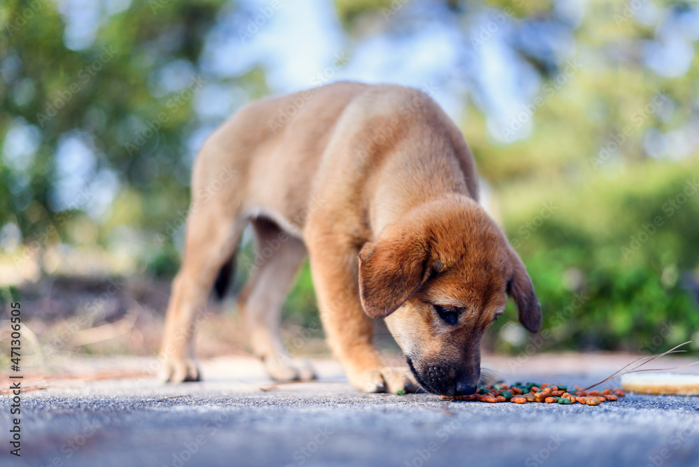 Stray puppy dog hungry eating on the roadside Stray puppy dog hungry eating on the roadside