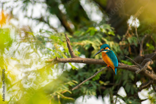 A common kingfisher sitting on branch