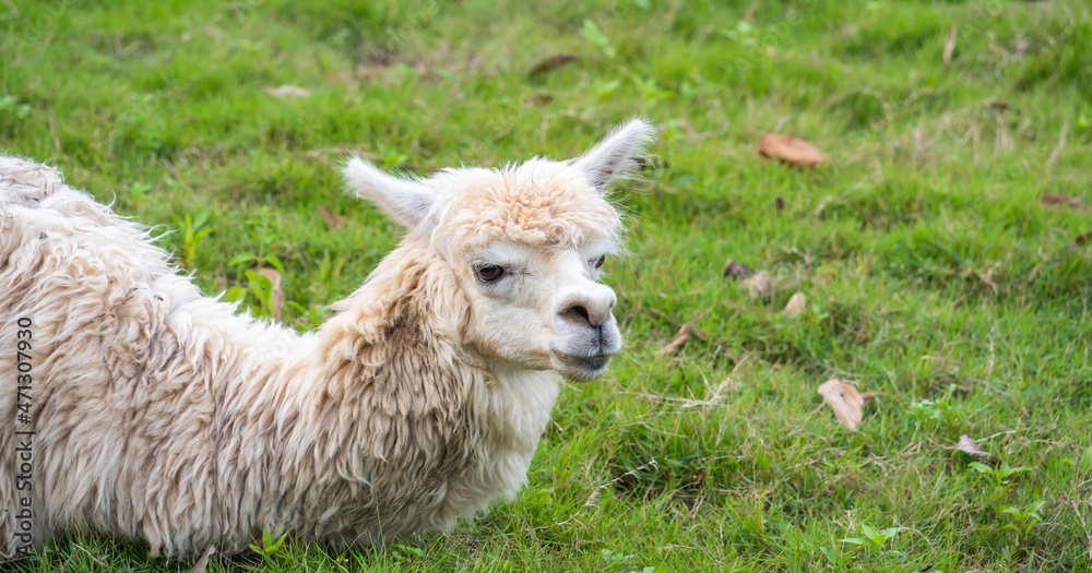Cute alpaca with funny face relaxing on ranch in summer day Cute alpaca with funny face relaxing on ranch in summer day