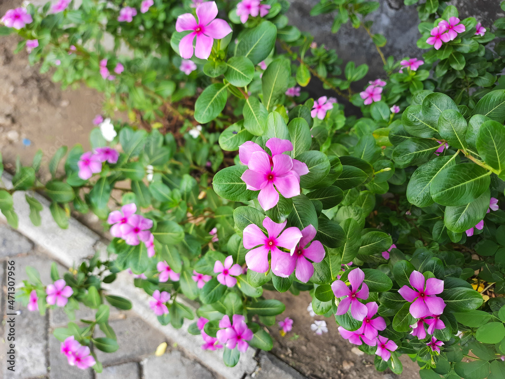 Pink flowers of Catharanthus roseus, or Madagascar periwinkle, blooming on the garden